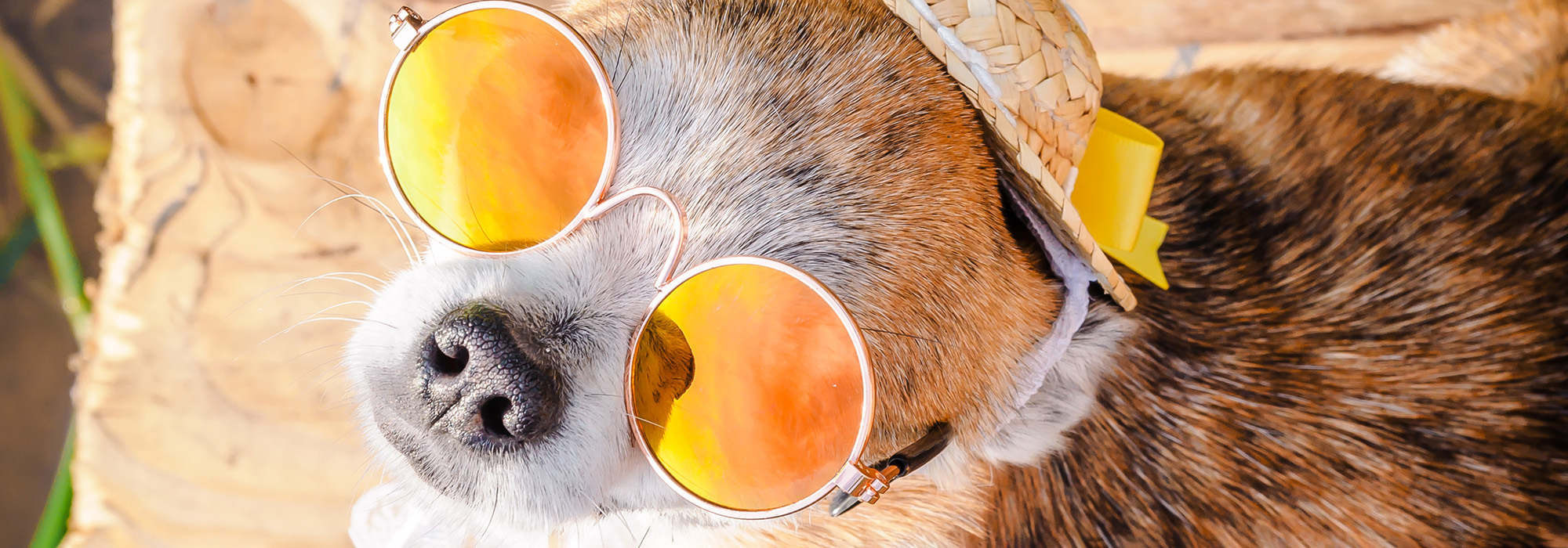 Een chihuahua draagt een zonnebril