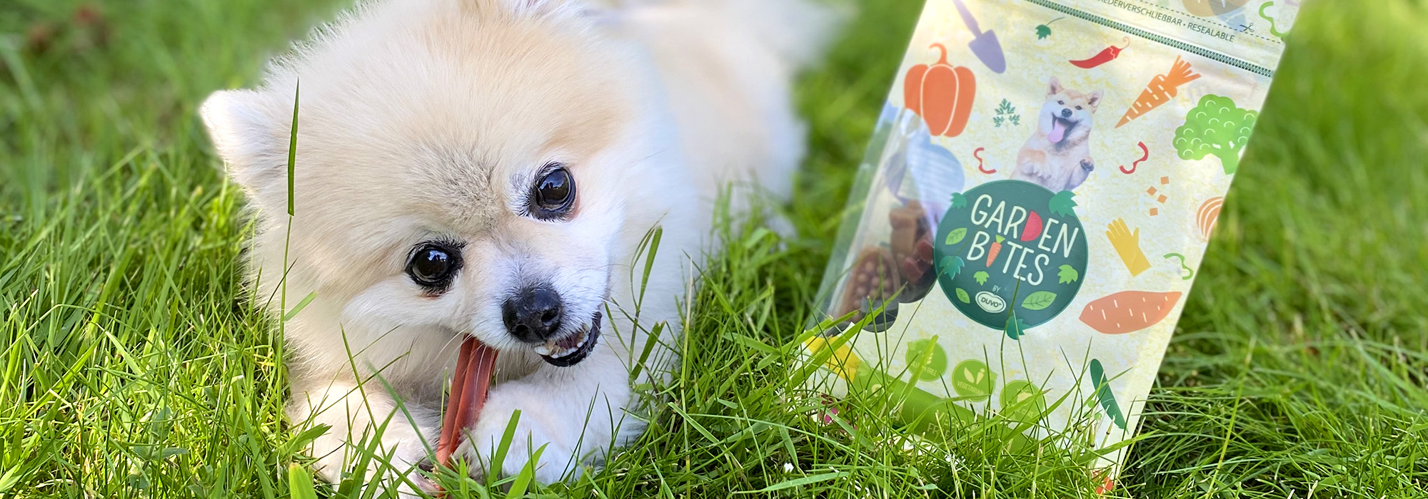 Un chien mange une collation végétarienne dans un jardin