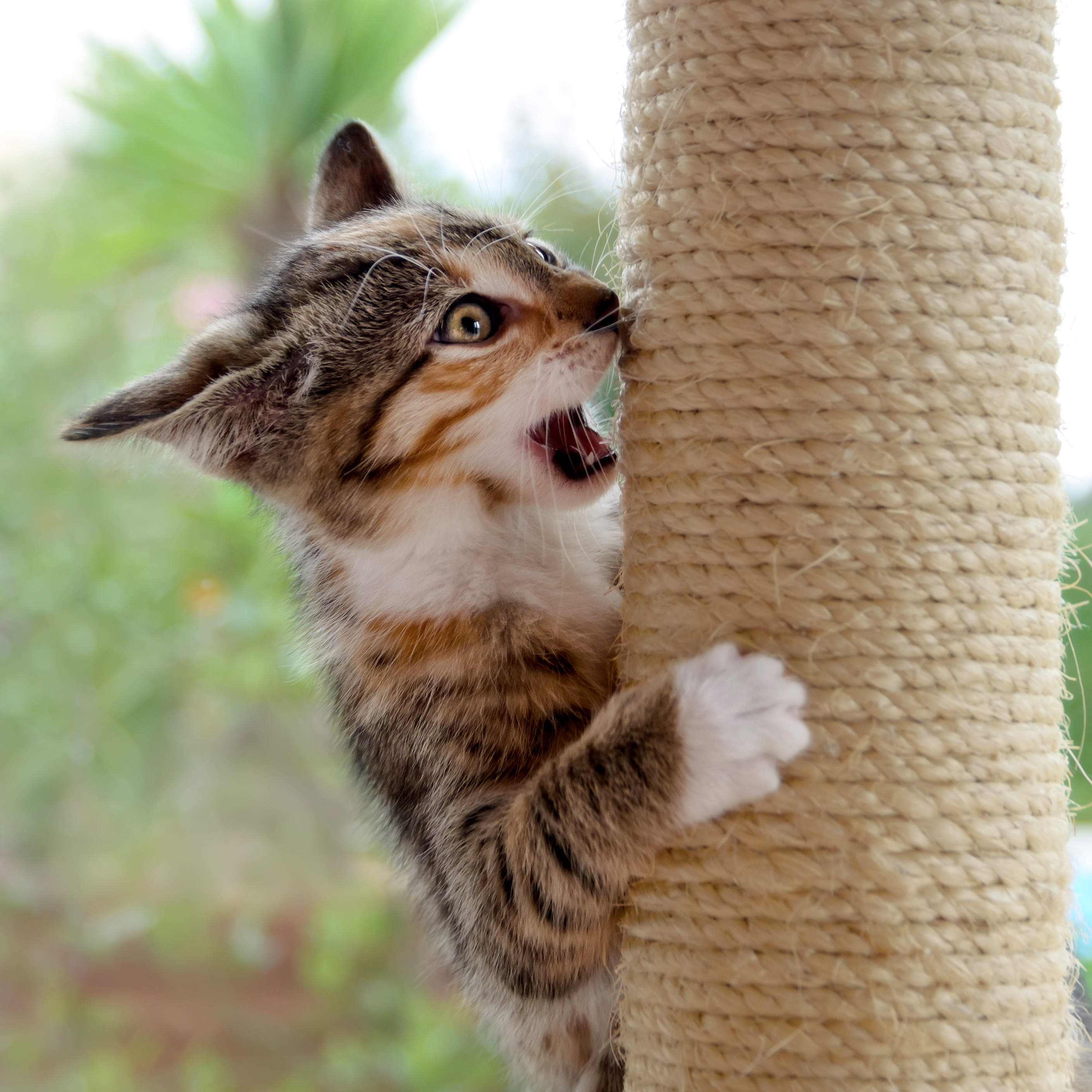 30 new scratching posts added to the assortment