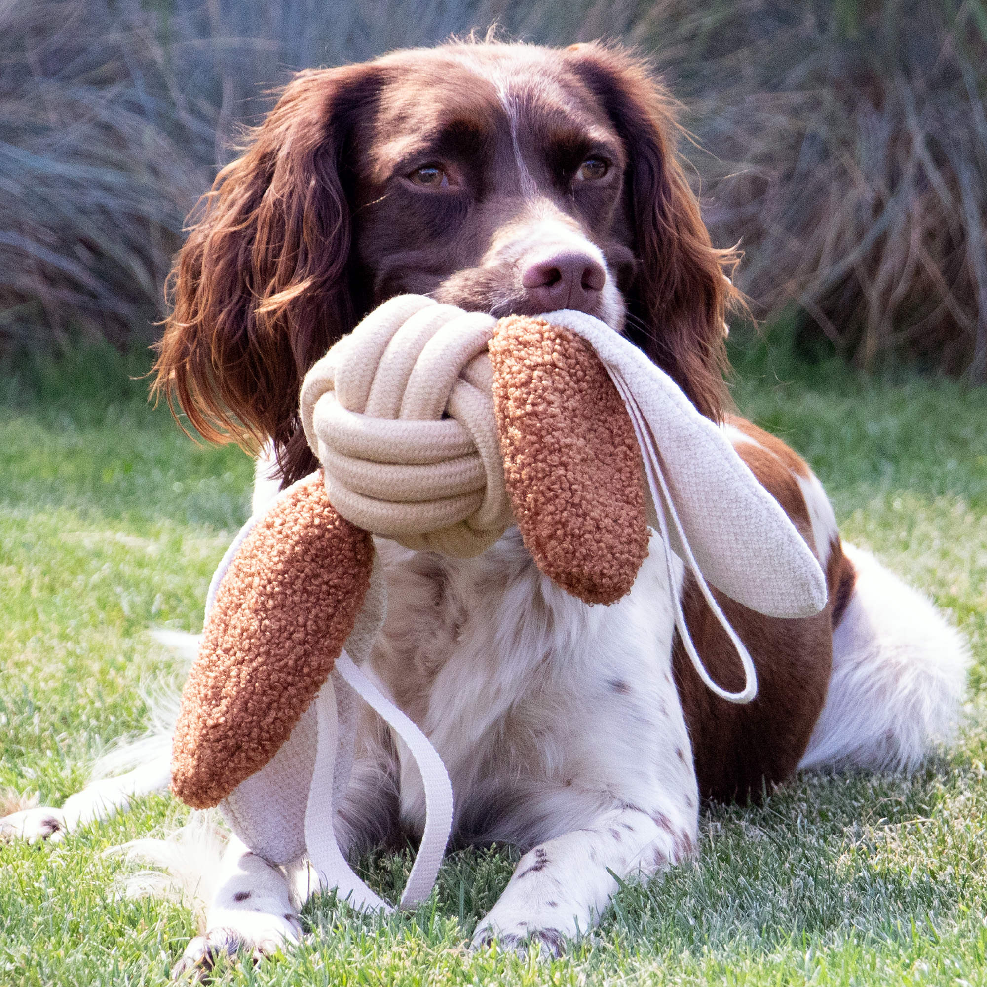 D&D Home rope toys: a trusted staple