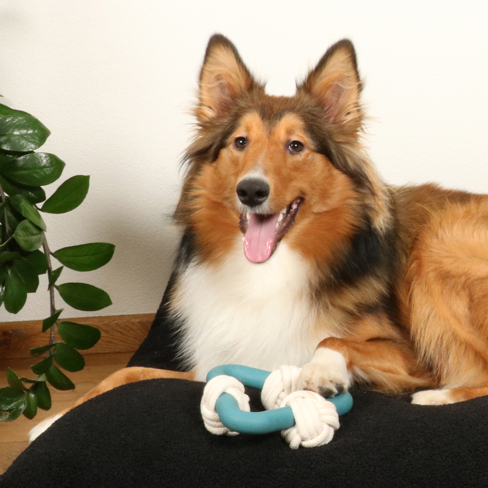 Le plaisir ultime de mâcher et de jouer: jouets pour chiens en caoutchouc avec corde en coton de D&D Home