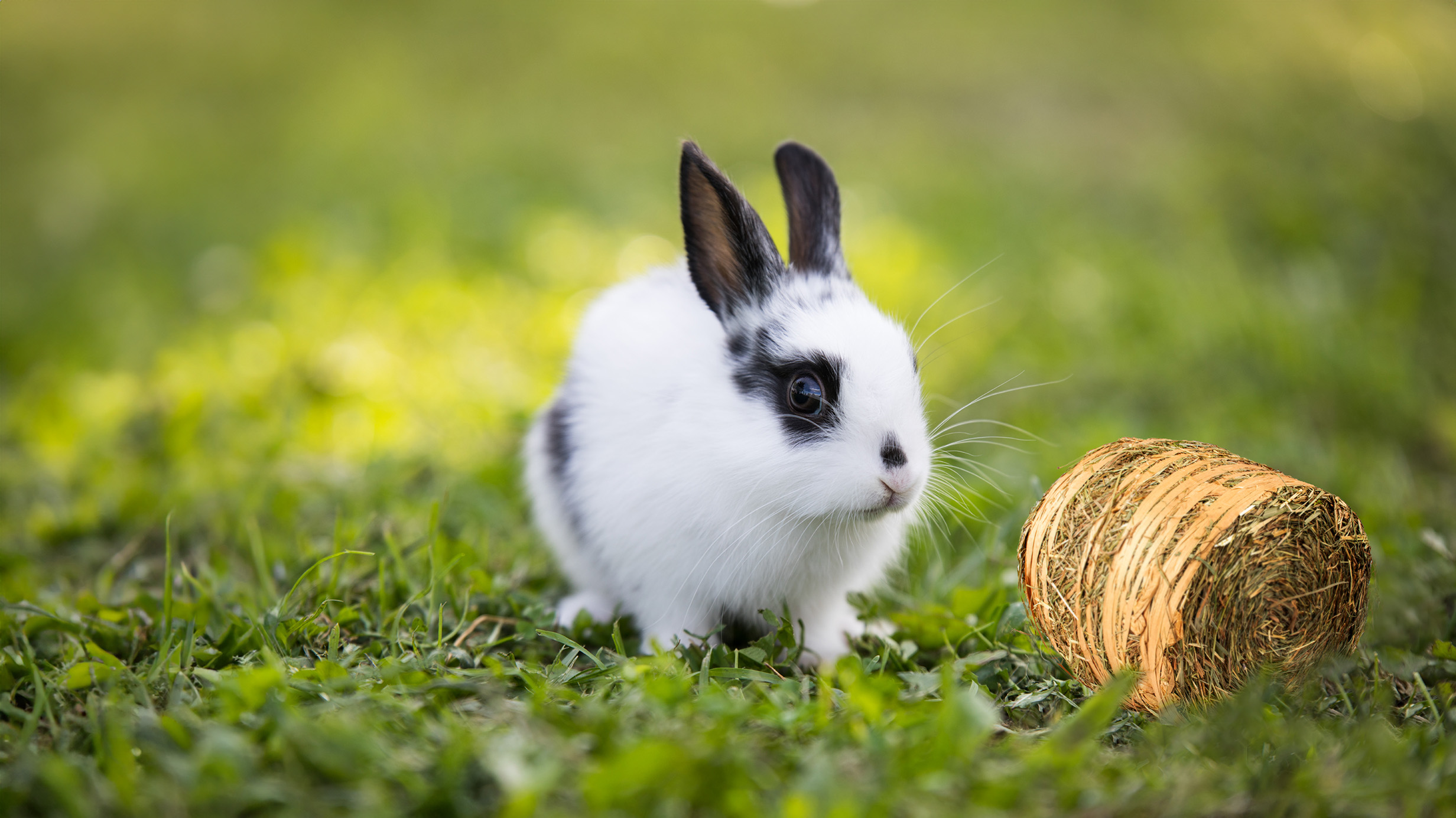 Leckere Snacks und bequemer Unterschlupf für Nagetiere