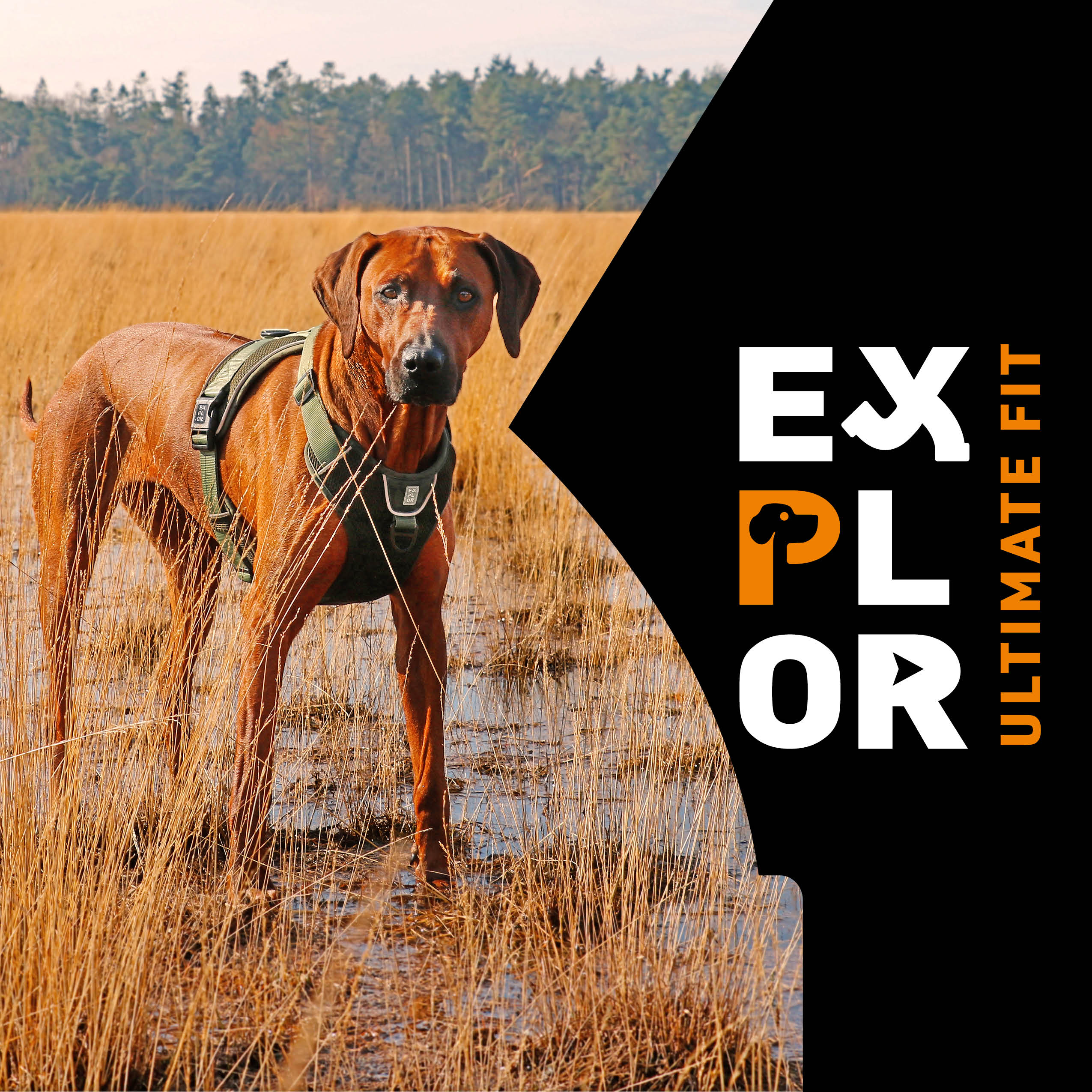 NIEUW! EXPLOR Ultimate Fit: Harnassen, halsbanden en leibanden