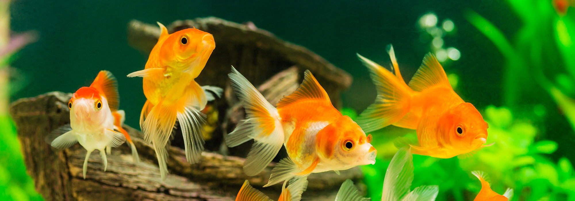 Goldfish in an aquarium