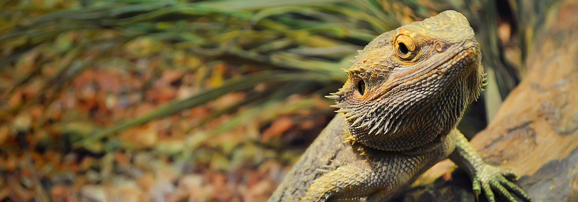 A bearded dragon lizard in a terrarium